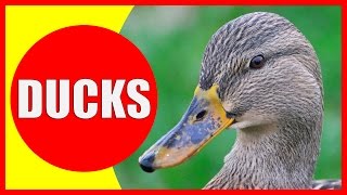 DUCK Facts for Children  Information About Ducks for Kids  Learn About Ducklings  Kiddopedia [upl. by Adnorat]