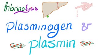 Plasminogen and Plasmin Fibrinolysis  Bleeding and Coagulation  Hematology [upl. by Aihseyn934]