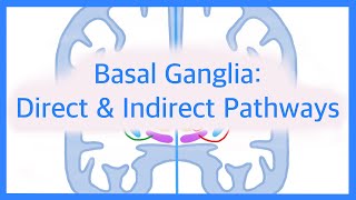 Basal Ganglia The Direct and Indirect Pathways [upl. by Yellas]