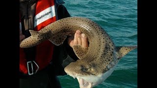 Tutoriel pêche en mer  La roussette [upl. by Yeliab226]