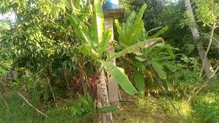 HOUSE AND LOT FOR SALE IN TALIBON BOHOL PHILIPPINES [upl. by Etsirk]