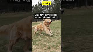 cat vs dog  purring shorts factsaboutcats factsaboutdogs catloversociety funnycatvideos [upl. by Jyoti]