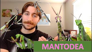 Mantodea The Mantids  Order Spotlight [upl. by Burgwell]