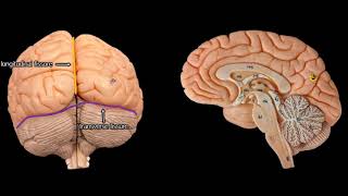 Cerebral Anatomy with simplified explanations of function [upl. by Edialeda241]