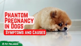 Phantom Pregnancy in Dogs Symptoms and Causes  Pet Health [upl. by Sammie455]