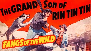 Fangs of the Wild 1954 Charles Chaplin Jr  Adventure Family Thriller  Full length movie [upl. by Cordy]