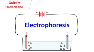 Electrophoresis [upl. by Tebzil585]