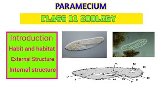 class 11 paramecium [upl. by Valery458]