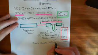 Nitric Oxide Synthase Enzymes Part 1 [upl. by Bayer]