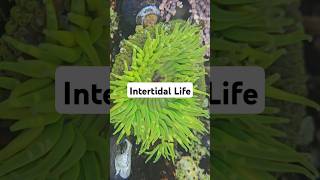 Intertidal life shorts [upl. by Lawton]