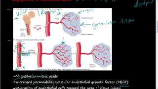 40 Growth factors of Angiogenesis and Neovascularization Step 1 of tissue repair [upl. by Simons]