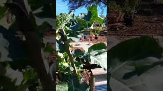 How to grow broccoli 🥦 fall vegetable [upl. by Ardenia375]