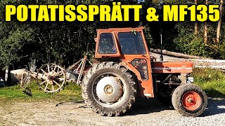 MF135 och HERKULES POTATISUPPTAGARE [upl. by Mistrot]