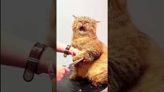 Funny Cat Video highlights 2 [upl. by Arodasi]