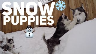 Husky Puppies First Time Playing In The Snow  Cute Snow Dogs [upl. by Adnol]