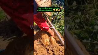 how big potato you can eat 🤤😍 farming agriculture shorts potato shortvideo [upl. by Emmalyn12]