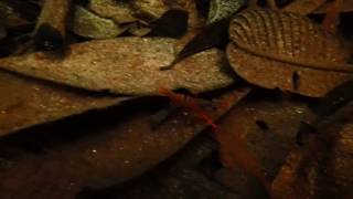 Red Macrobrachium shrimp from Betta macrostoma habitat part 1 [upl. by Farika]