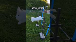 When your rabbit gets picked last at gym class 🫠 funny rabbit [upl. by Cho]