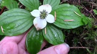 Bunchberry Cornus canadensis [upl. by Weatherley]