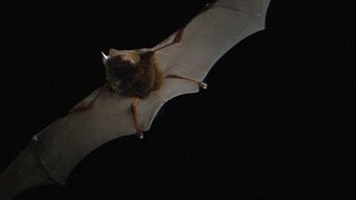 Heres What Bat Echolocation Sounds Like Slowed Down [upl. by Kinnard]