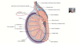 Embryology Histology and physiology of leydig cells [upl. by Ahsoym107]