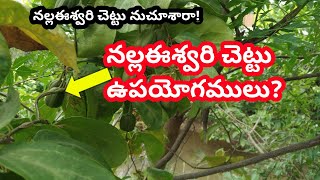 Aristolochia IndicaAbout నల్లఈశ్వరి చెట్టు పయోగములు use in Telugu [upl. by Repmek]