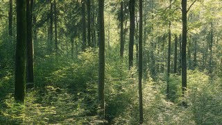 🌳 4K  Relaxing Nature Sounds For Stress Relief Forest Sounds Bird Song [upl. by Lukey200]