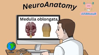 Medulla Oblongata هبسطهالك [upl. by Basia]