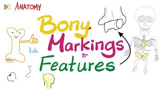 Bony Markings amp Features Tubercle Tuberosity Trochlea Fossa Fovea Crest Ridge…etc  Anatomy [upl. by Marilin684]