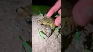 Catch the amazing funny frog  funny froggy  cute frog funny  frog frogs [upl. by Januisz]