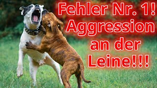 So wird Dein Hund Leinenaggressiv Die unbequeme Wahrheit die aber keiner wahr haben will [upl. by Willy]