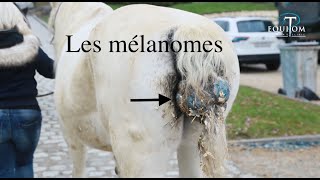 Les mélanomes chez les chevaux blancs [upl. by Inail]