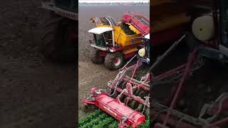 Celeriac Harvest dewulf harvest agriculture shorts farming agrifac subscribe new drone [upl. by Odella763]