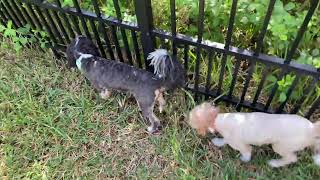 Puppies think they found a bunny on the other side of the fence 😅🤷‍♂️🐾🐶❤️ [upl. by Xylia]