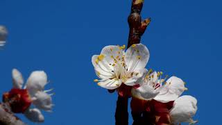 Aprikosen Blüte Prunus armeniaca Marille Garten amp Natur Frühling Sonne tanken Common Apricot [upl. by Cornew]