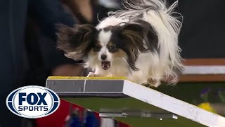 Lark the Papillon flawlessly executes the agility run to win the 8quot class  FOX SPORTS [upl. by Maje155]