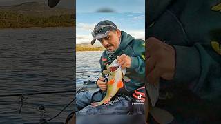 NUEVO RÉCORD PERCA FLUVIATILIS dondebass fish viralvideo fishing perch youtube tiktok [upl. by Murat718]