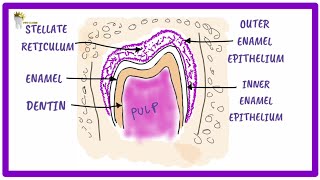 ORAL PATHOLOGY  DENTIGEROUS CYST FORMATION [upl. by Nattie627]