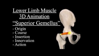 Superior Gemellus Muscle anatomy explained Origin Insertion Nerve Innervation Course 3D Anatomy [upl. by Neerom]