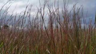 Schizachyrium scoparium or Andropogon scoparius Little Bluestem [upl. by Waal]