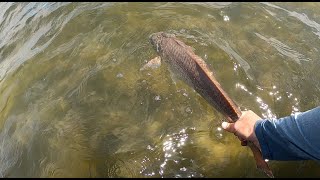 Springtime Sight Fishing Redfish and Trout in Panama City [upl. by Alesiram128]