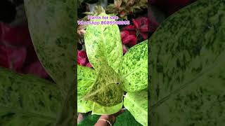 Aglonema plants for sale [upl. by Htebiram422]