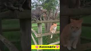 Genervte Katzen 😘 Lustige Katzenvideos shorts [upl. by Allina]