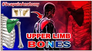 Upper limb Bones Scapula  Human Anatomy  Osteology  Lecture 3 [upl. by Ainnek710]