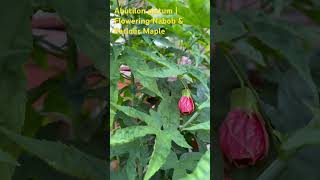 Abutilon pictum  Flowering Nabob amp Parlour Maple great for bees pollinators beeslife garden [upl. by Leibarg368]