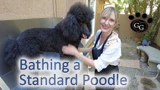 Bathing a Standard Poodle  Poodle Grooming  Ginas Grooming [upl. by Patsis706]