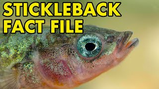 Stickleback Fact File British Wildlife Facts [upl. by Jecon]