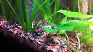 15 Column Planted Aquarium [upl. by Francine]