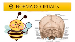 Skull  Posterior view or Norma Occipitalis easy anatomy Hindi [upl. by Enerod430]