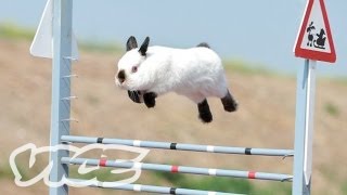 Cute Bunny Jumping Competition  The Cute Show [upl. by Akedijn]